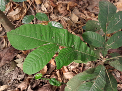 Diploglottis diphyllostegia, photograph (c) Steve Fitzgerald, some rights reserved (CC BY-SA)