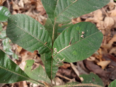 Diploglottis diphyllostegia, photograph (c) Steve Fitzgerald, some rights reserved (CC BY-SA)