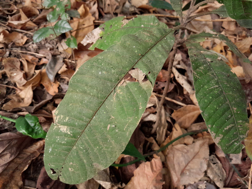 Diploglottis diphyllostegia, photograph 4