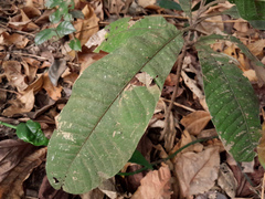 Diploglottis diphyllostegia, photograph (c) Steve Fitzgerald, some rights reserved (CC BY-SA)