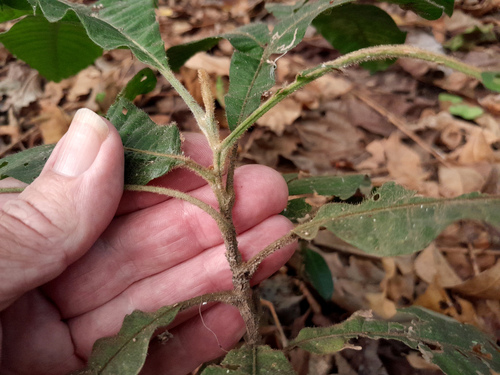Diploglottis diphyllostegia, photograph 5