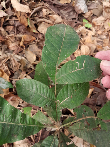 Diploglottis diphyllostegia, photograph 6