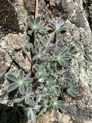 Lupinus huachucanus