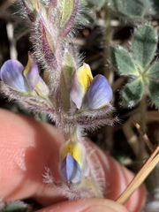 Lupinus huachucanus