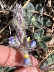 Lupinus huachucanus