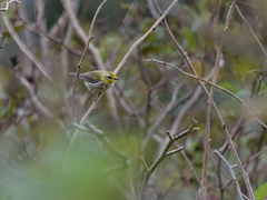 Setophaga virens image