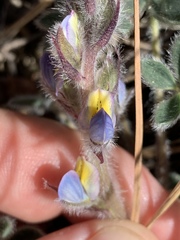 Lupinus huachucanus