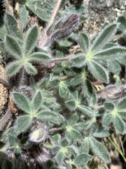 Lupinus huachucanus