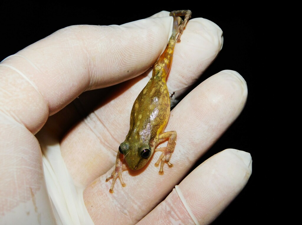 Lesser Snouted Treefrog