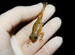 Lesser Snouted Treefrog photo 3