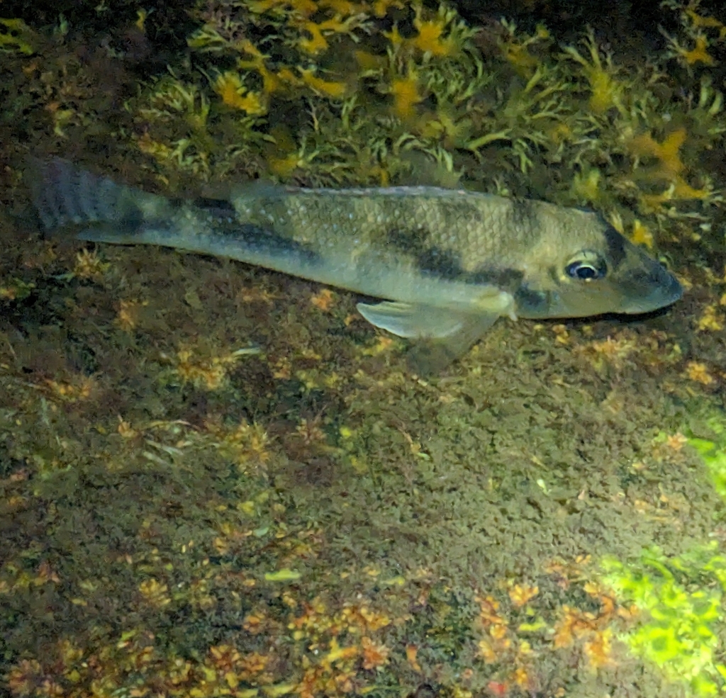 Northern retroculus (Retroculus septentrionalis) — Cichlidae