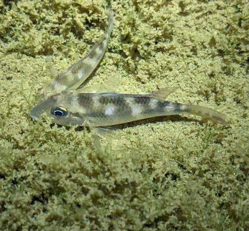 Northern retroculus (Retroculus septentrionalis) — Cichlidae — 2