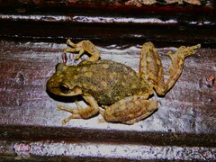 Lesser Snouted Treefrog photo 4