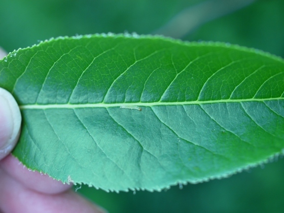 Anacampsis consonella