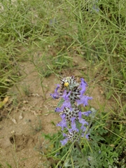 Salvia carduacea