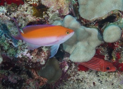 Nemanthias bicolor