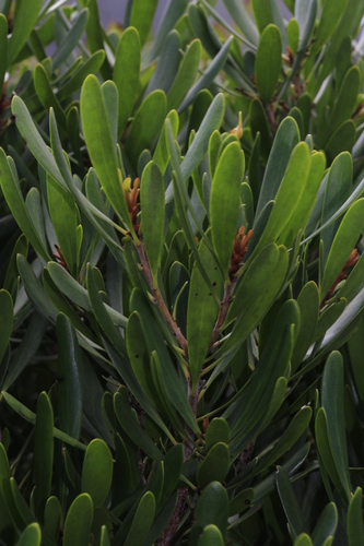 Garnieria spathulifolia observed 2022-08-23