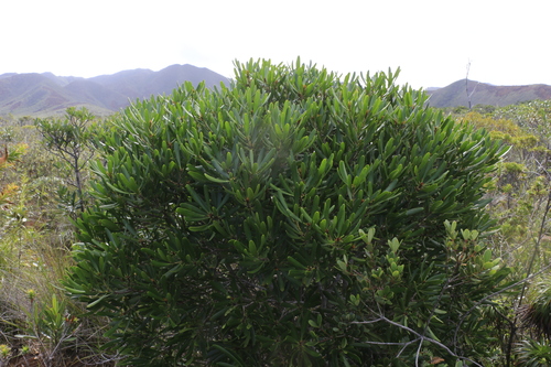 Garnieria spathulifolia observed 2022-08-23