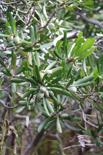 Garnieria spathulifolia observed 2022-08-23