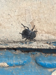 Microschatia inaequalis