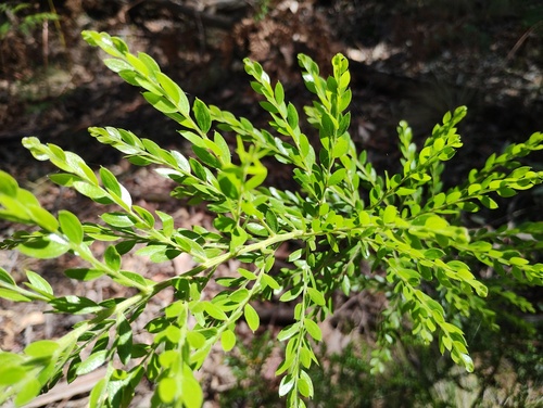 Acacia howittii (Acacia howittii)