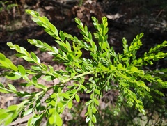 Sticky wattle (Acacia howittii)