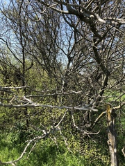 Zanthoxylum hirsutum