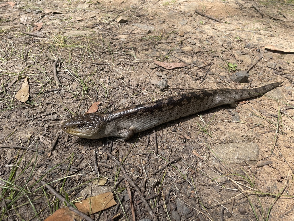 Blotched Blue-tongued Skink from Dandenong Ranges National Park ...