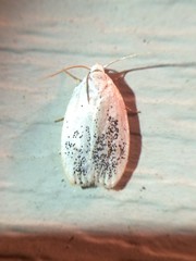 Durrantia piperatella