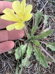 Oenothera primiveris primiveris