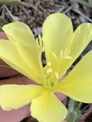 Oenothera primiveris primiveris