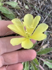 Oenothera primiveris primiveris