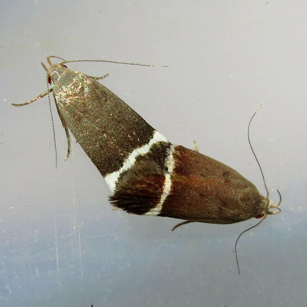 Agrimony Anacampsis Moth