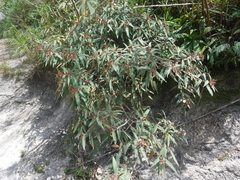 Miconia angustilamina