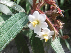 Miconia angustilamina