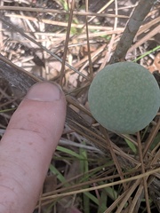 Amphibolips quercuscinerea