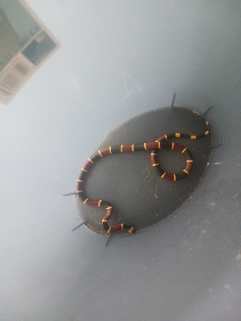 Eastern Coralsnake from The Highlands, Dade City, FL, USA on November