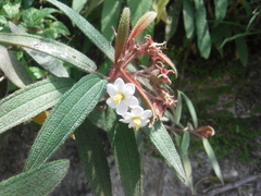 Miconia angustilamina