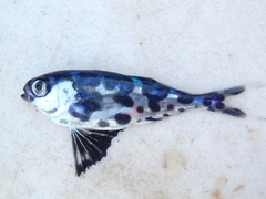 Man-Of-War Fish photo 4