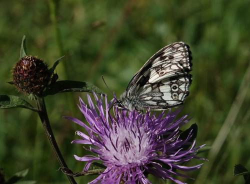 Marbled white butterflies mating - Stock Image - C021/8048 - Science Photo  Library