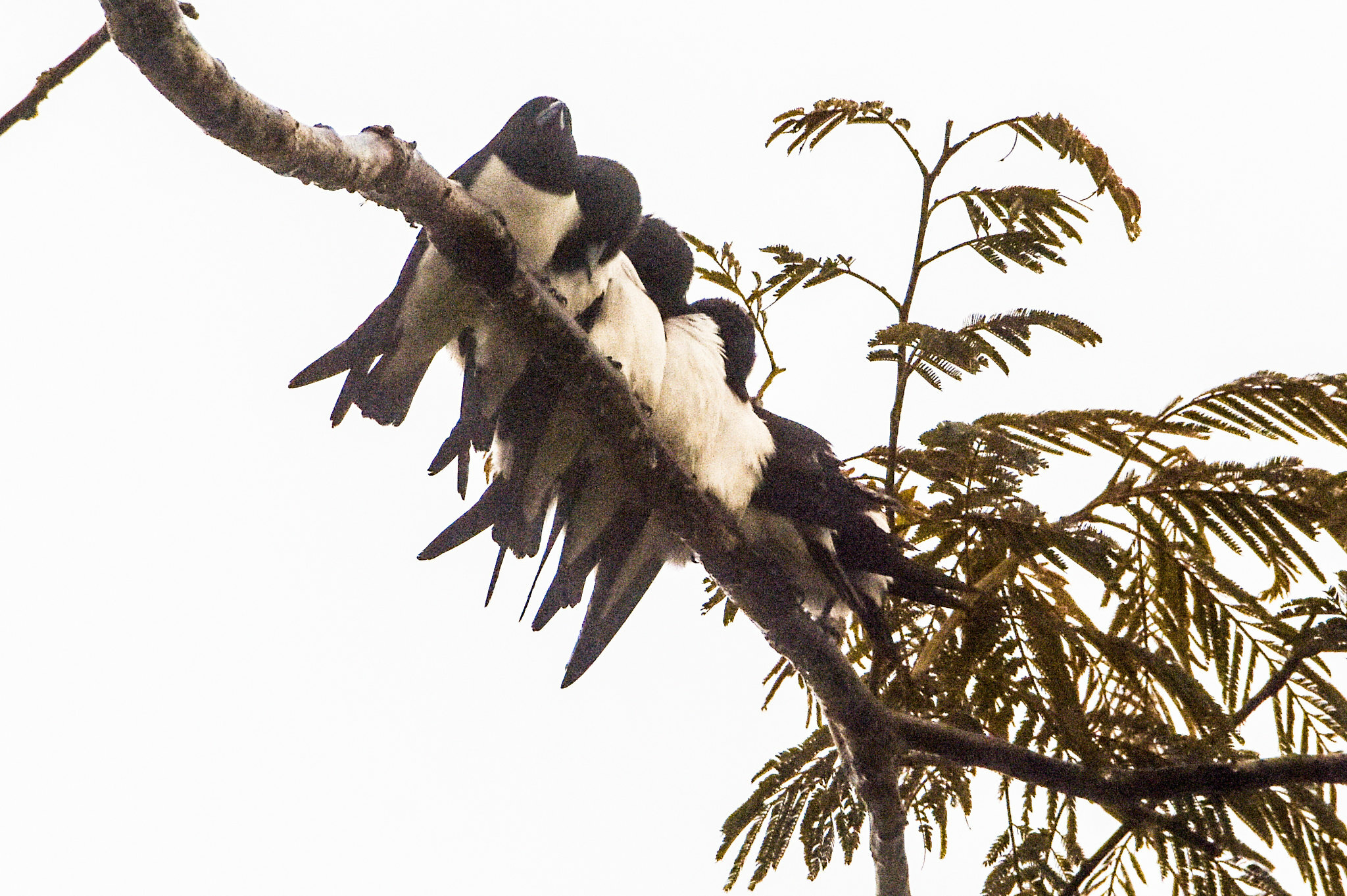 Great Woodswallow (Artamus maximus), photo 5