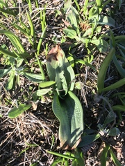 Platanthera elongata