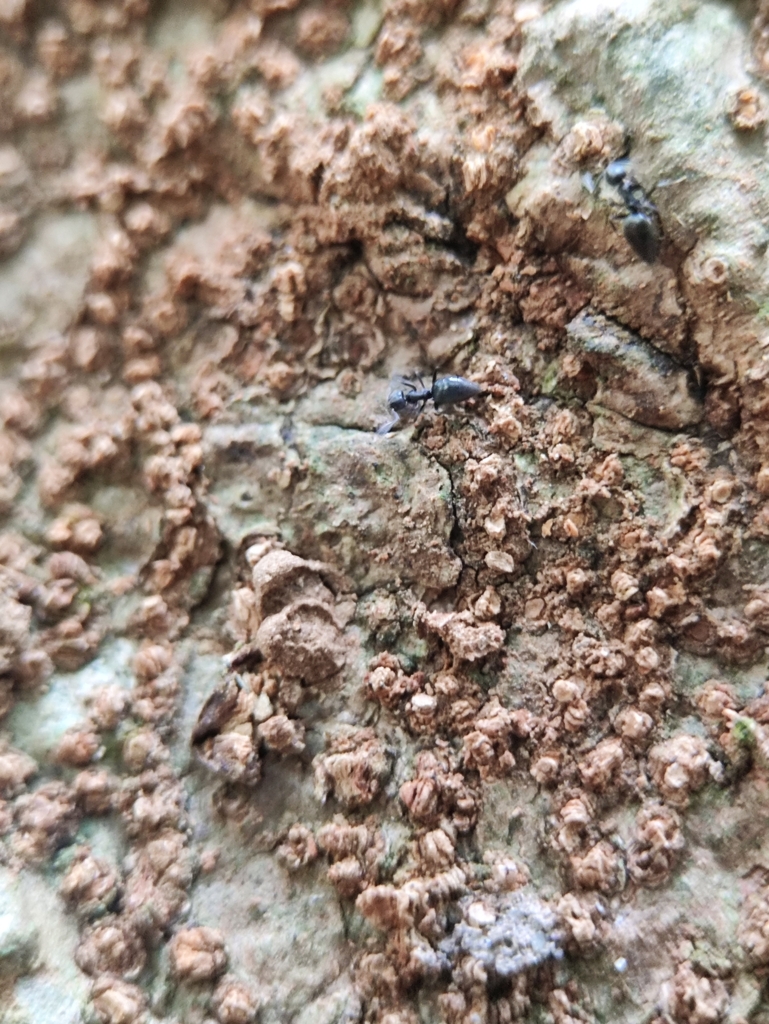 Whitefooted Ant from X7QC+GW4, Ayyappankavu, Ernakulam, Kochi, Kerala 682018, India on November