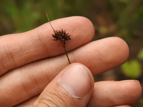 Image of Rhynchospora fascicularis by no rights reserved