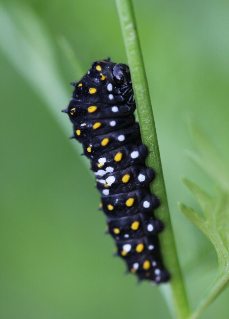 Black Swallowtail from Owen St, Simcoe, ON N3Y, Canada on September 23