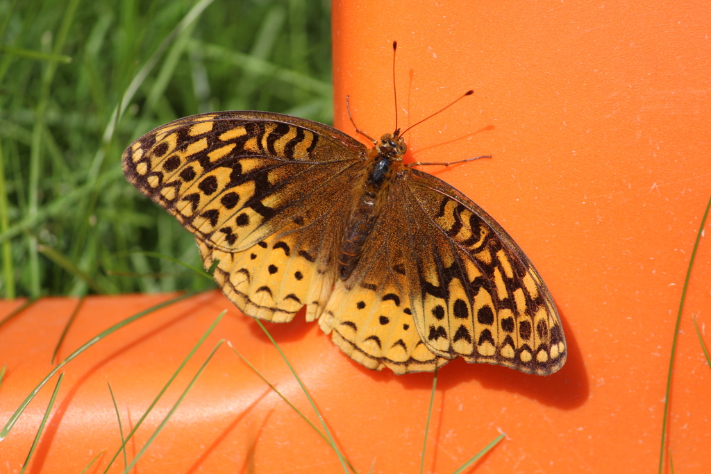 Great Spangled Fritillary from Owen St, Simcoe, ON N3Y, Canada on