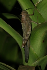 Anacridium flavescens