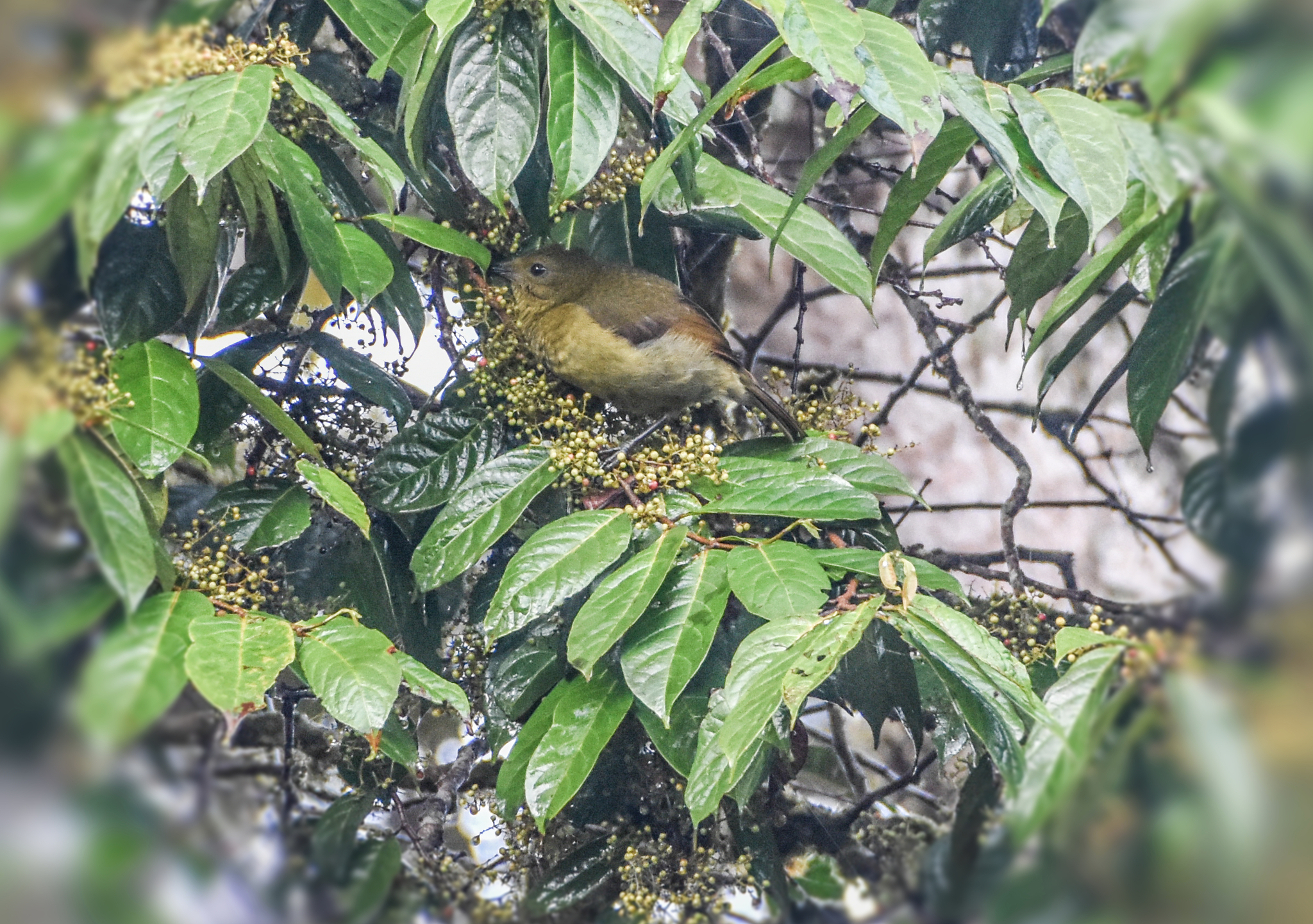 Loria's Satinbird (Cnemophilus loriae), photo 2