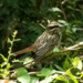 Streaked Flycatcher - Photo (c) Daniel Dias, some rights reserved (CC BY-SA), uploaded by Daniel Dias