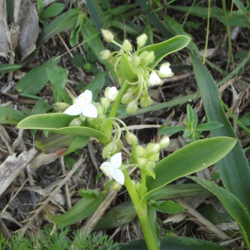 Succulent spiderwort (Tradescantia crassula)